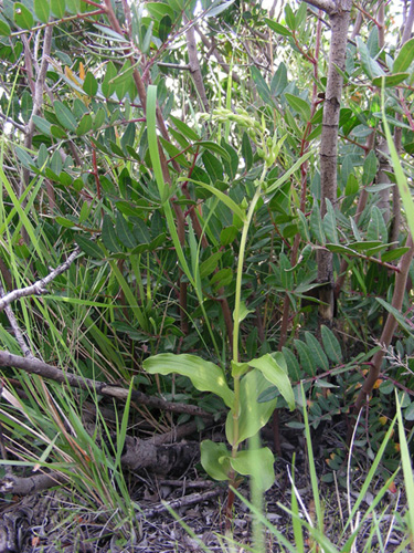 3 Camporosso 08052009.jpg