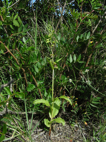 4 Camporosso 21052009.jpg