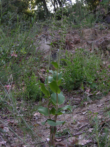 5 Camporosso 31052010.jpg