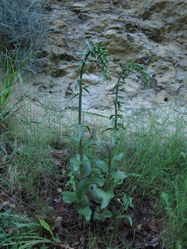 7 Camporosso 16052011.jpg