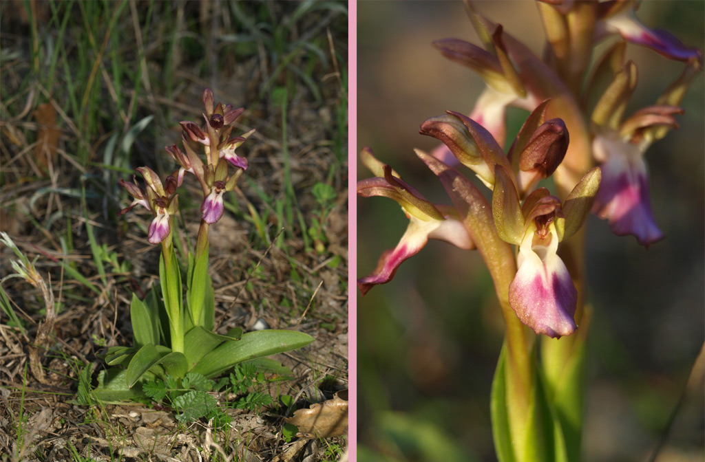 Anacamptis collina - 1.jpg