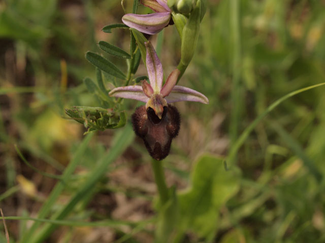 ibrido bertolonii x incubacea1.jpg