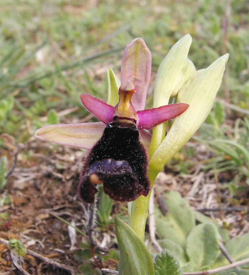 bertolonii o benacensis.jpg