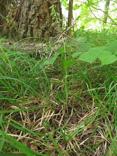 2 Mendatica 08082011.jpg