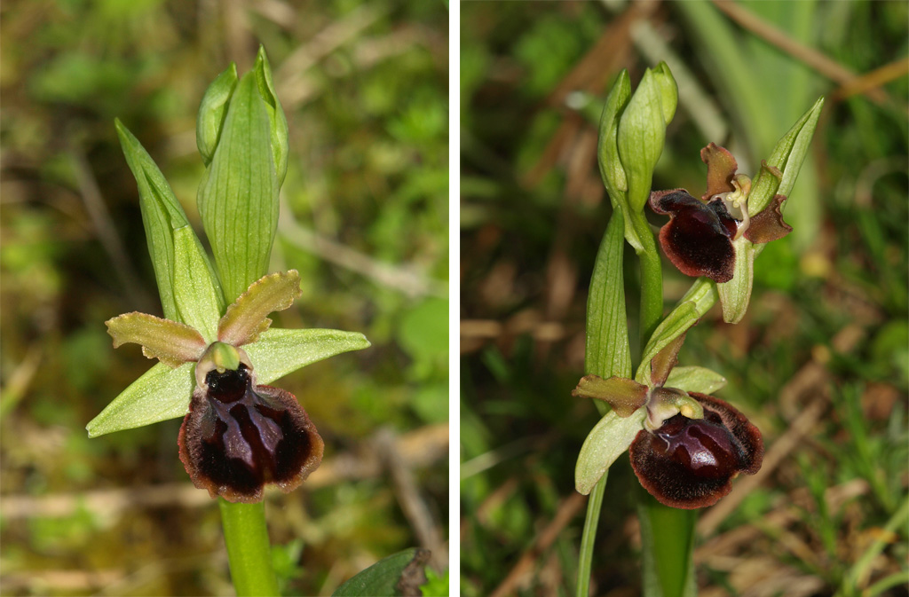 Ophrys-passionis.jpg