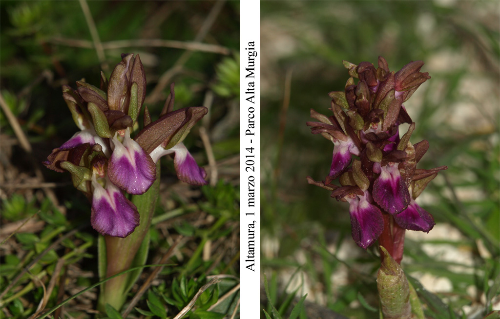 Anacamptis collina - 2.jpg