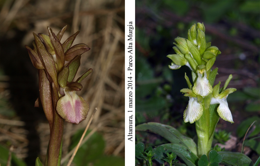 Anacamptis collina - 3.jpg