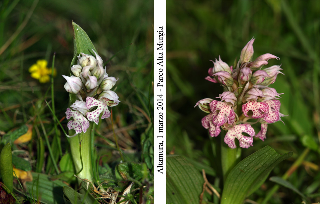 Neotinea lactea - 1.jpg