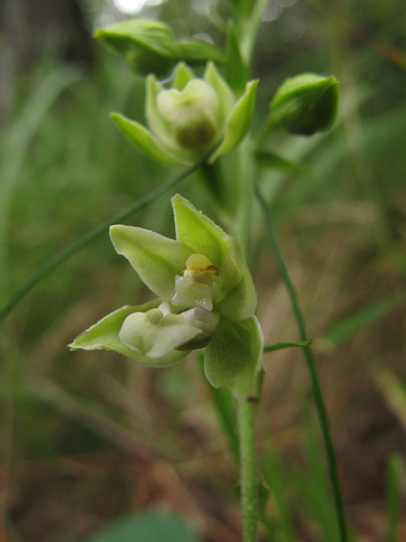 Arroscia 15082011.jpg