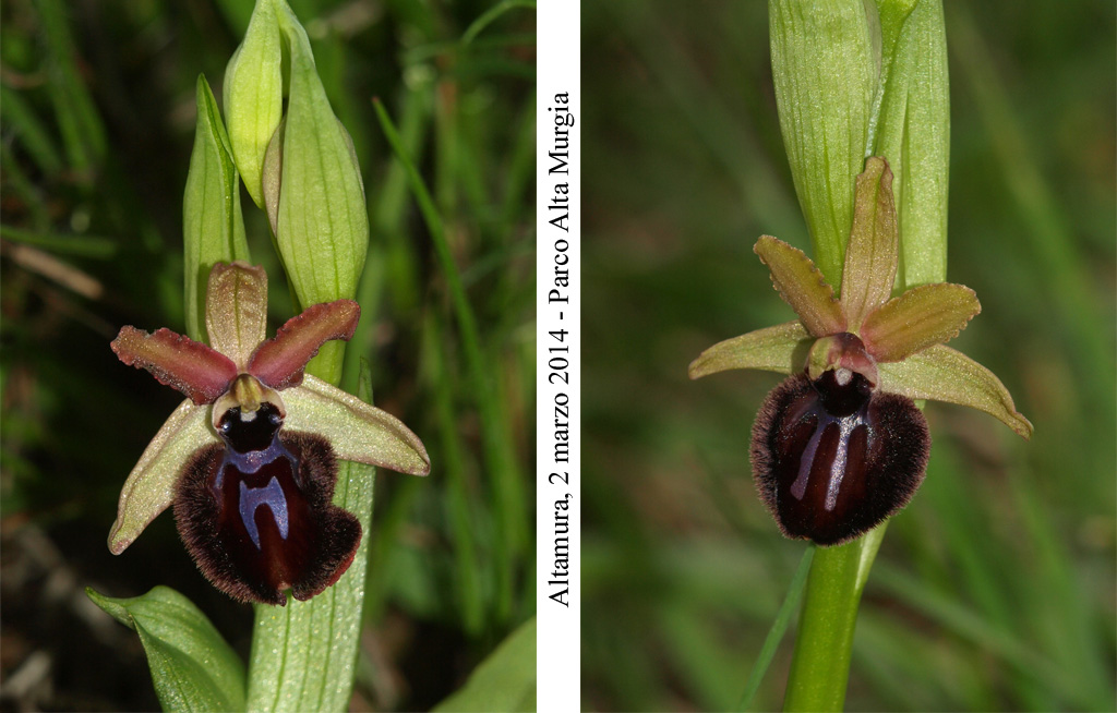 Ophrys sipontensis - 2.jpg