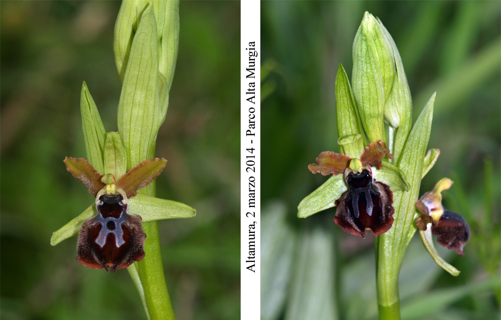 Ophrys passionis - 2.jpg