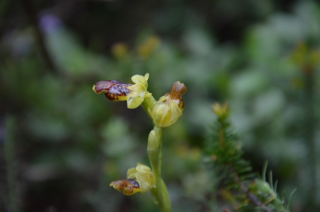 ophrys fusca 2.jpg