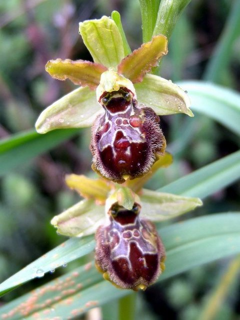Ophryslegoli2 (2).jpg