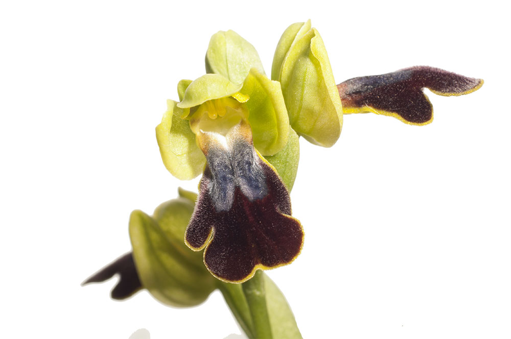 Presunta O. eleonorae (DSC_0430).jpg