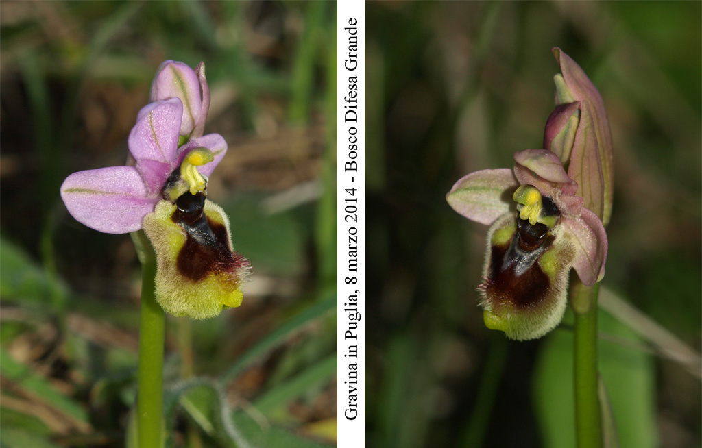 Ophrys-tenthredinifera-1.jpg