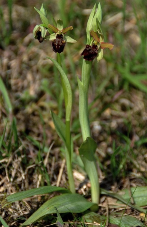 Ophrys sphegodes 005.JPG