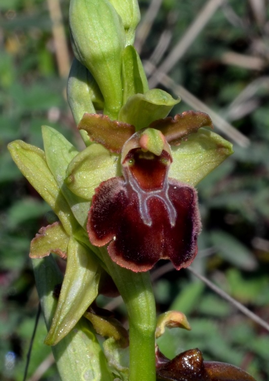 Ophrys sphegodes 0011 - Copia.JPG