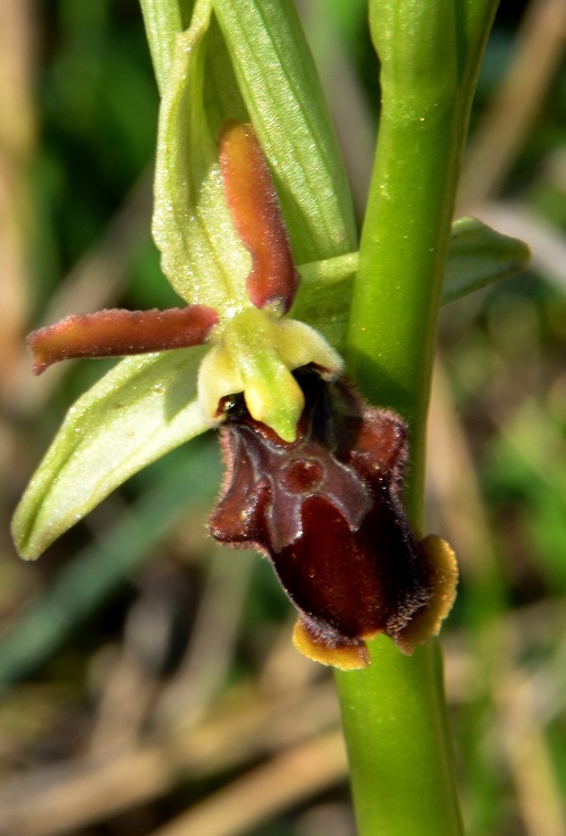 Ophrys sphegodes 0015 - Copia.JPG