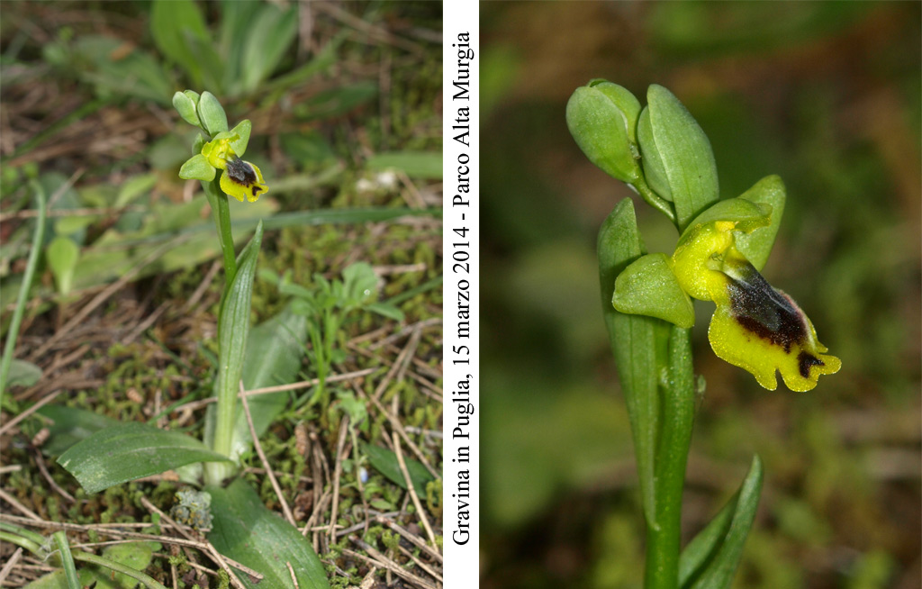 Ophrys-sicula-1.jpg
