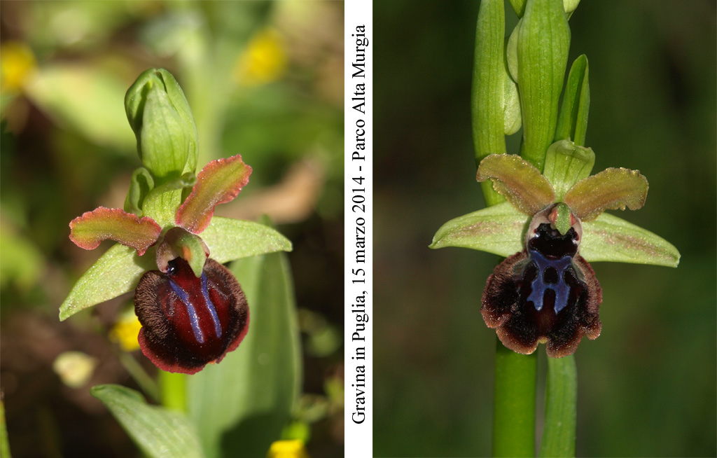 Ophrys-passionis-6.jpg