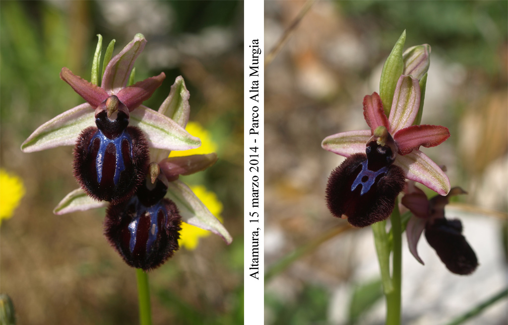 Ophrys-sipontensis---6.jpg