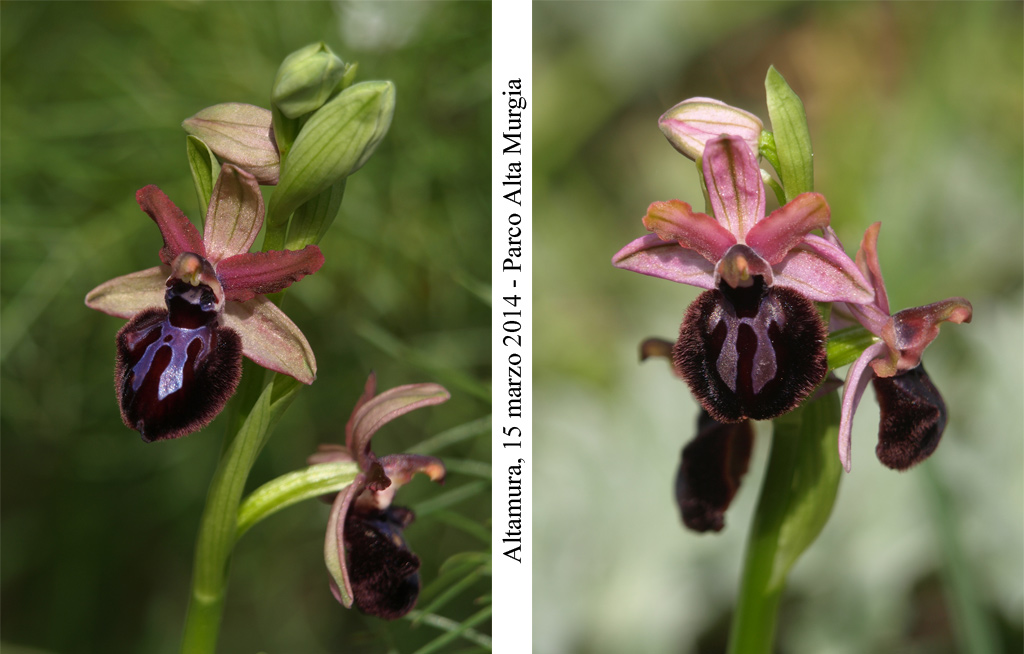 Ophrys-sipontensis---4.jpg