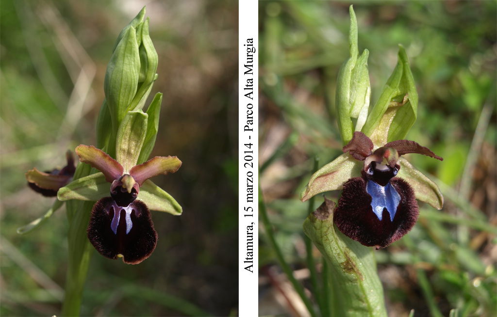 Ophrys-murgiana-5.jpg