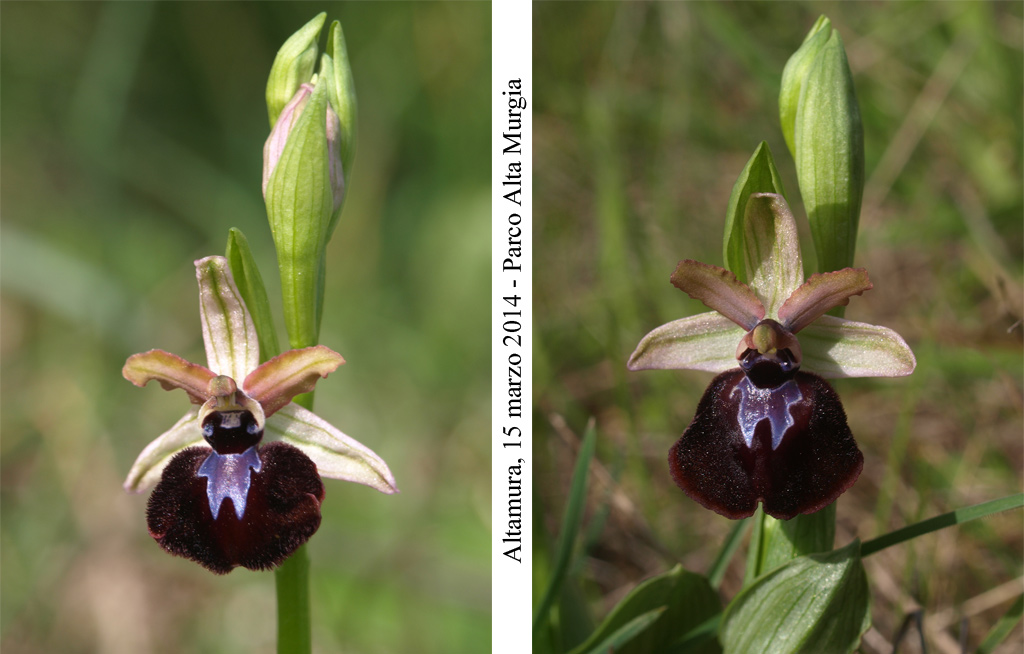Ophrys-murgiana-2.jpg