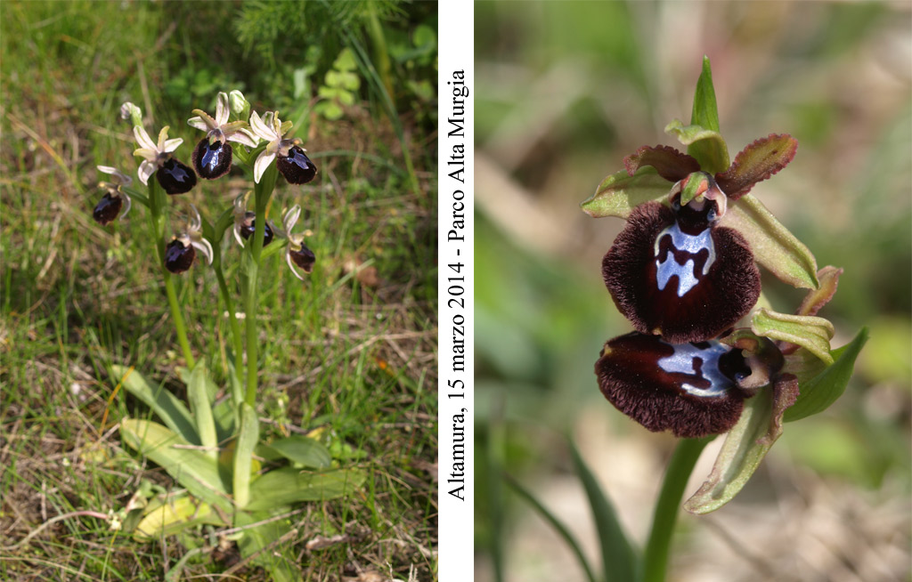 Ophrys-murgiana-1.jpg