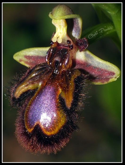 DSCF5942.jpg