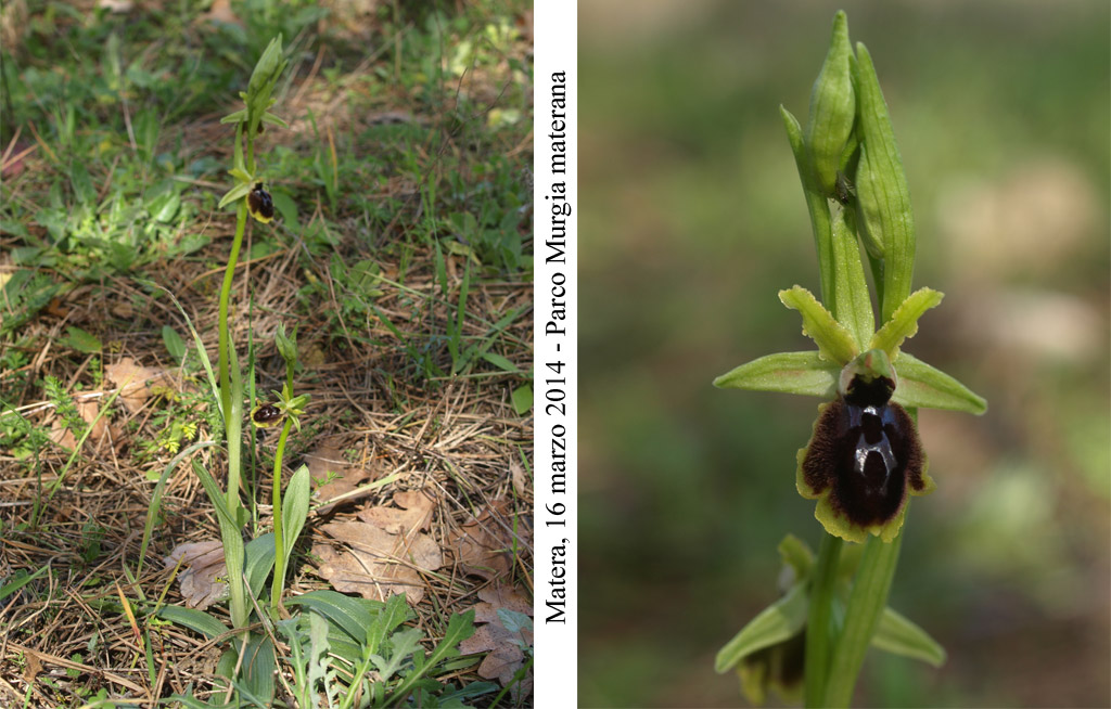 Ophrys-tarentina-5.jpg