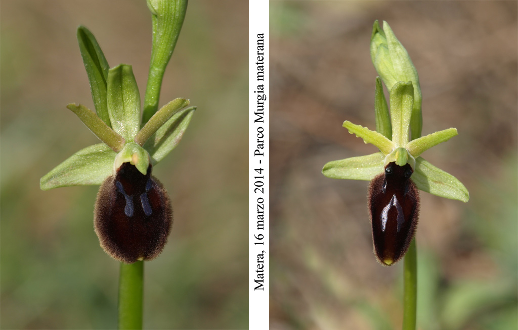 Ophrys-tarentina-4.jpg