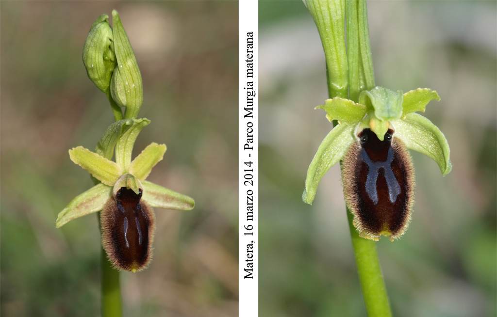 Ophrys-tarentina-2.jpg