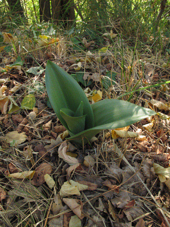 Arroscia 560m 03102011.jpg