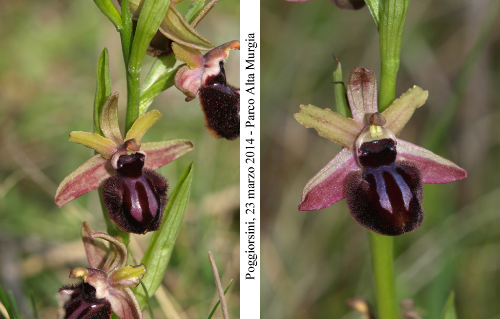 Ophrys-sipontensis---12.jpg