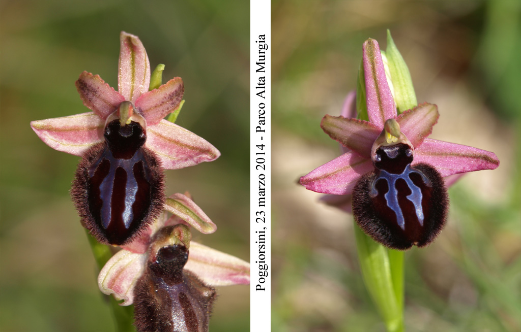 Ophrys-sipontensis---11.jpg