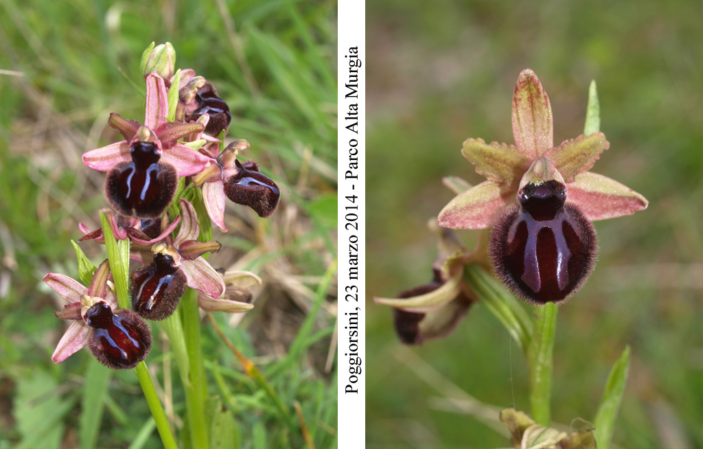 Ophrys-sipontensis---10.jpg