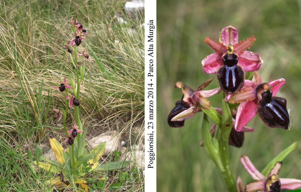 Ophrys-sipontensis---9.jpg