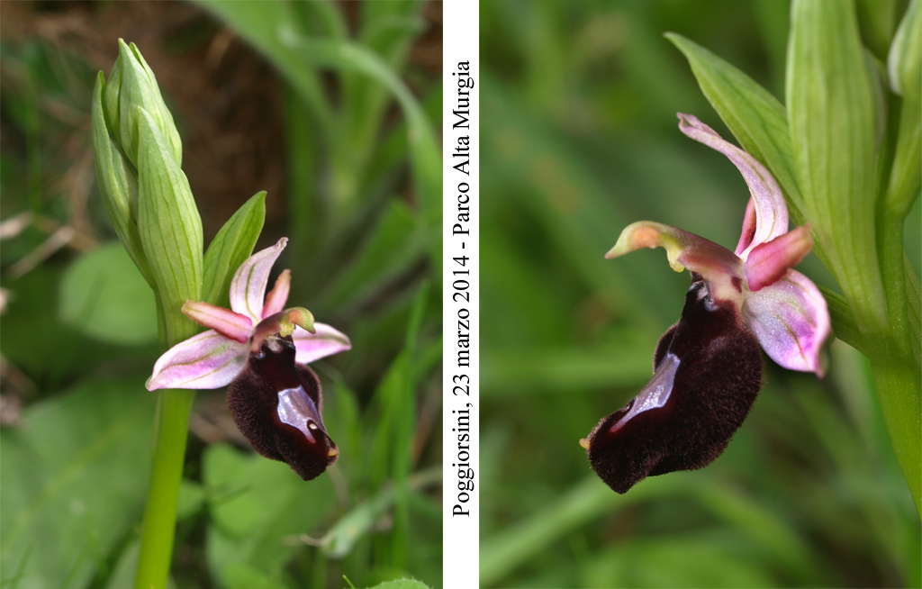 Ophrys-bertoloniiformis-2.jpg