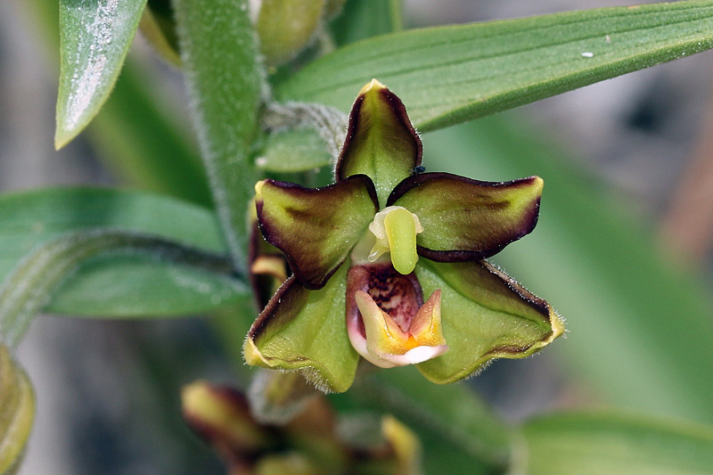 7m-epipactis-veratrifolia-XMG_7251.jpg