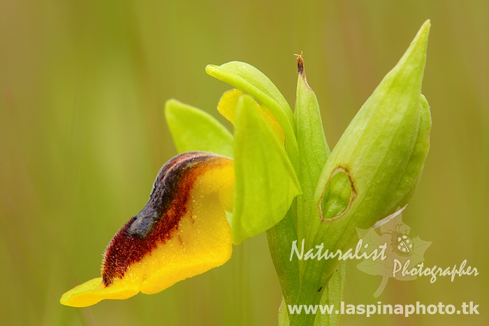ophrys lutea phryganae_03.jpg