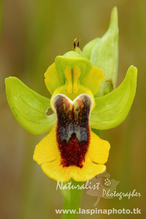ophrys lutea phryganae_02.jpg