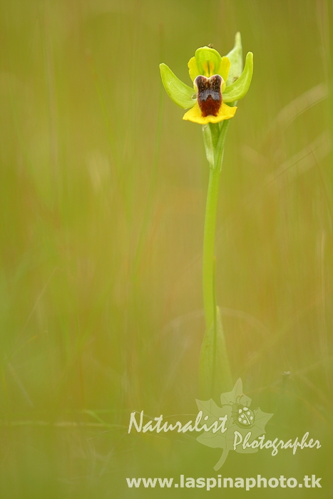 ophrys lutea phryganae_01.jpg