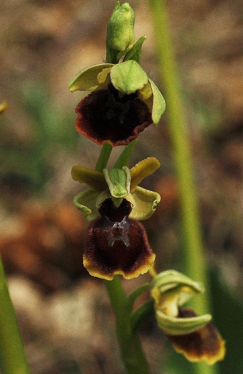 Ophrys sphegodes _7228.JPG