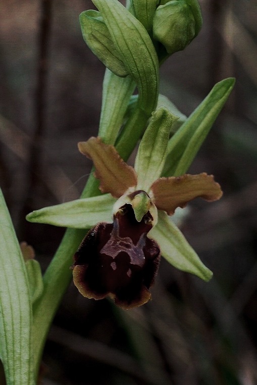 Ophrys sphegodes 1374.JPG