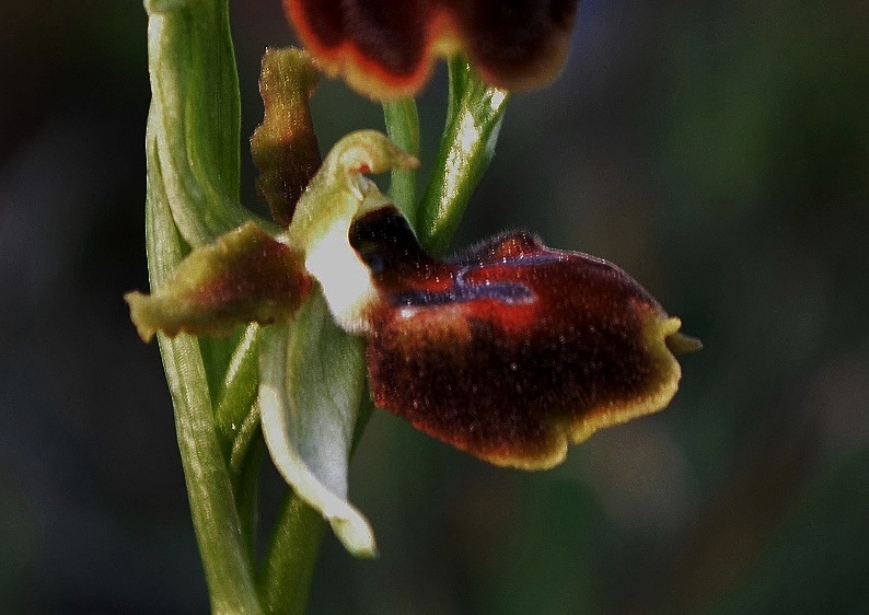 Ophrys sphegodes _0068 - Copia.JPG