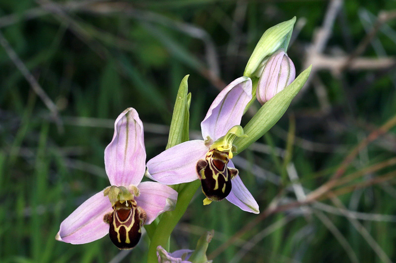1m-ophrys apifera.jpg