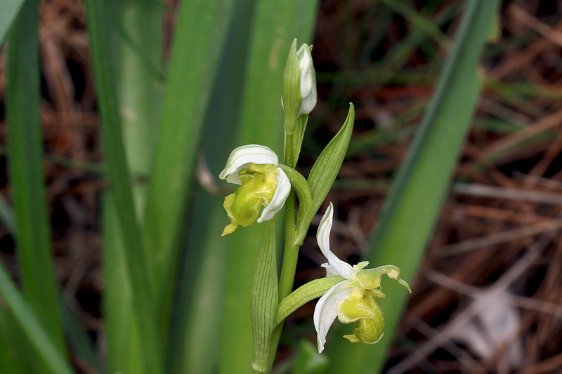 2m-ophrys-apifera var. chlorantha.jpg