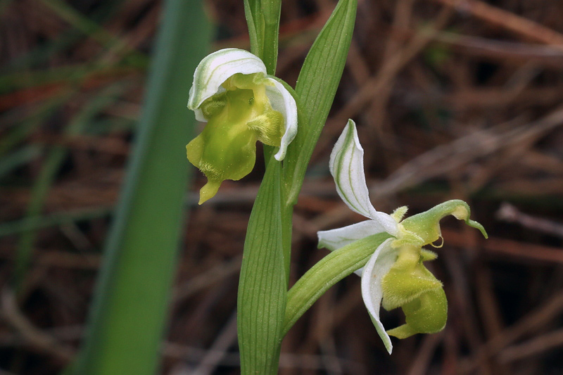 3m-ophrys-apifera var. chlorantha.jpg