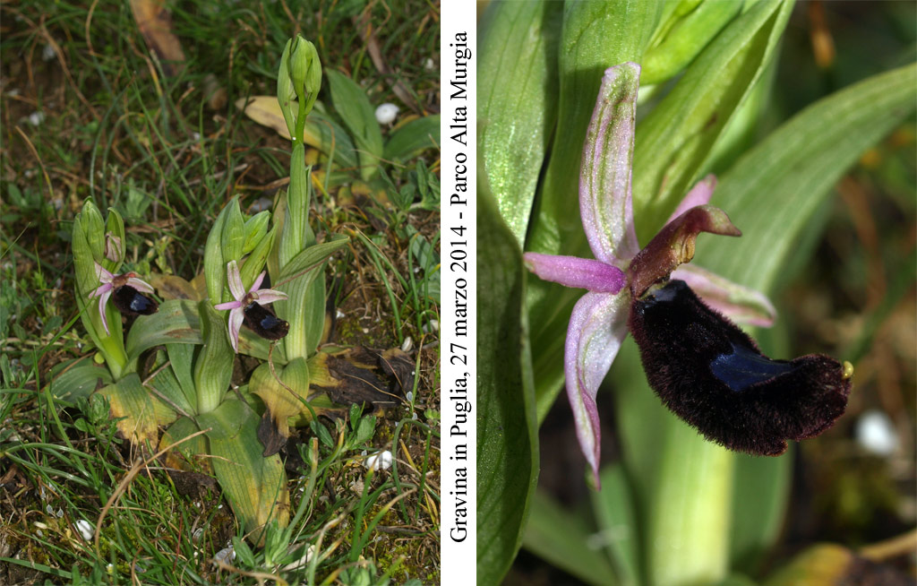 Ophrys-romolinii-1.jpg